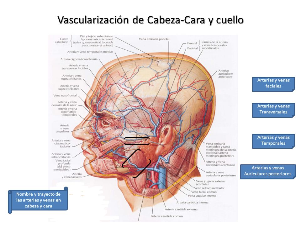 musculos arterias y venas de la cara